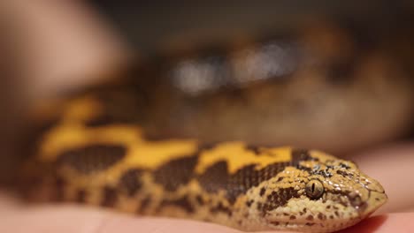 A snake rests on a hand, showcasing its detailed scales and patterns in soft lighting