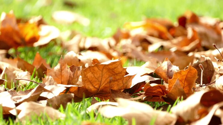 Close-up of a green lawn with brown leaves scattered over it, and moving with the wind. Sunlight illuminates the scene, vibrant green of the grass and the dry brown of the leaves.