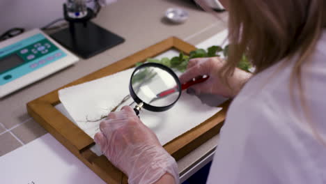 scientist examining a plant under a magnifying glass in a laboratory setting