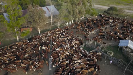 un denso rebaño de ganado en un corral en una granja rural, luz de la mañana temprano, vista aérea