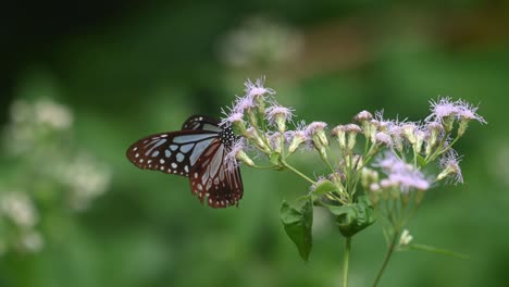 Dunkelblauer-Glastiger,-Ideopsis-Vulgaris-Macrina,-Schmetterling,-Kaeng-Krachan-Nationalpark,-Thailand,-4k-Aufnahmen