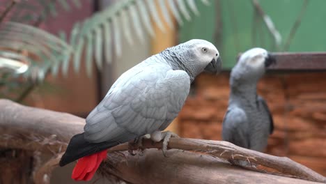 congo african grey parrot, psittacus erithacus perching still in the foreground with curious one blurred out at the background at langkawi wildlife park, malaysia, southeast asia, close up shot