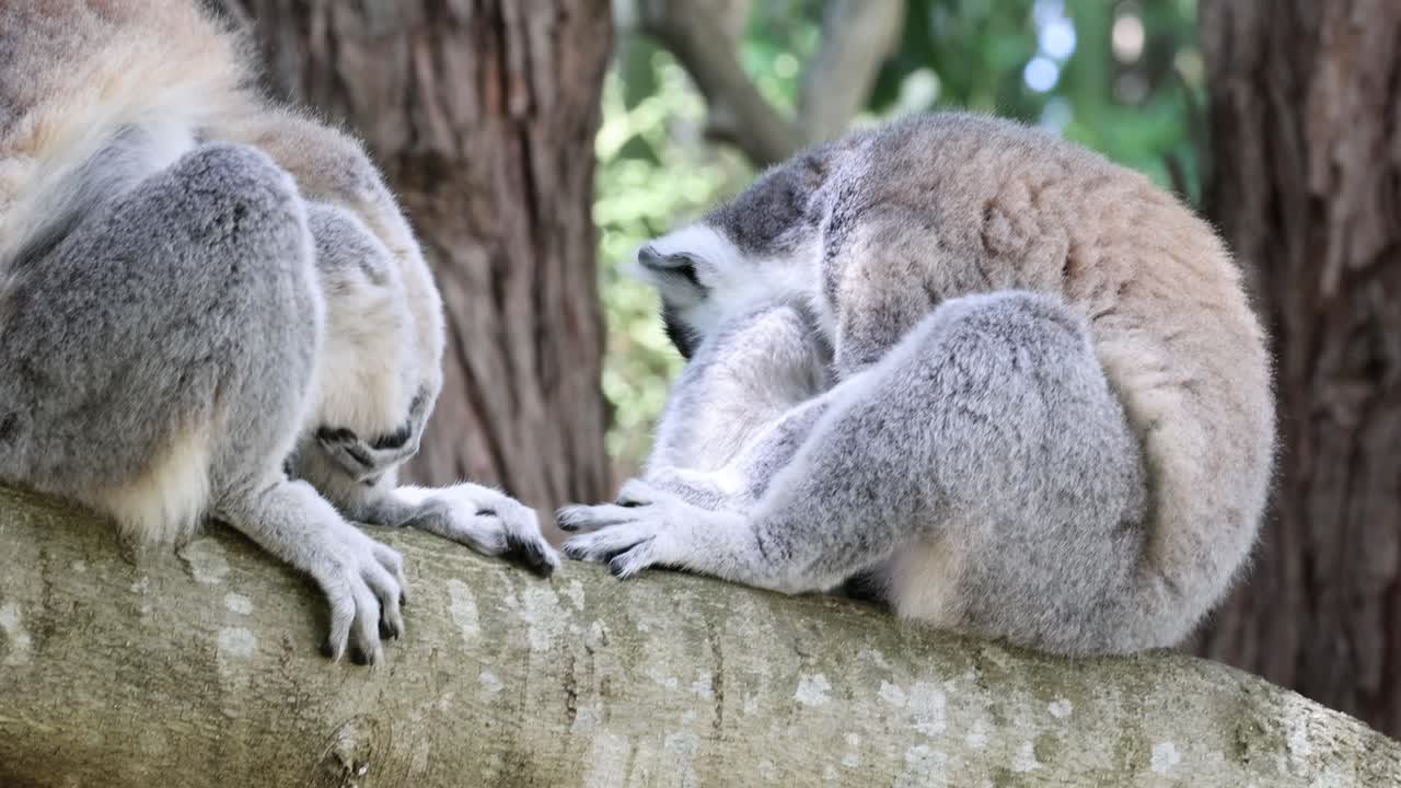 두 마리의 레무르 가 가지 에 가까이 앉아 있다