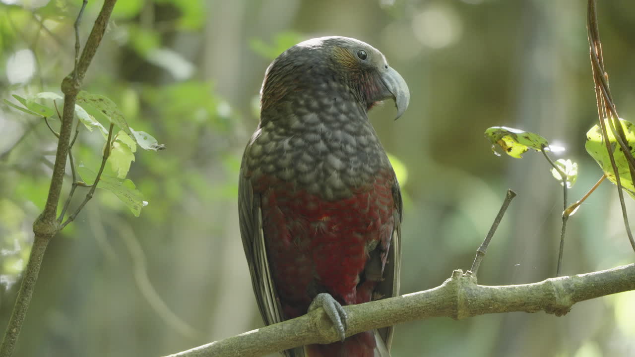 un papagaio kaká en el bosque de wellington, nueva zelanda.