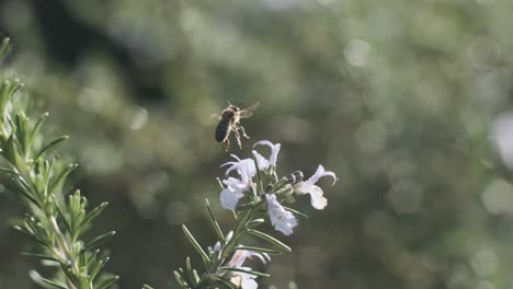 Bumblebee-taking-off-from-purple-flower-slow-motion