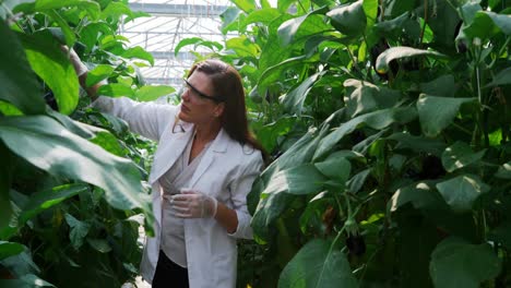 Scientist-examining-aubergine-in-greenhouse-4k