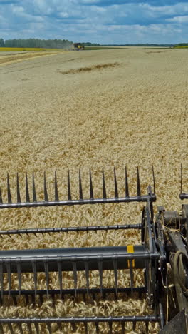 view from combine harvesting ripe wheat. steel detail of combine harvester gathering grains on the field. agricultural works in summer. close-up. vertical video