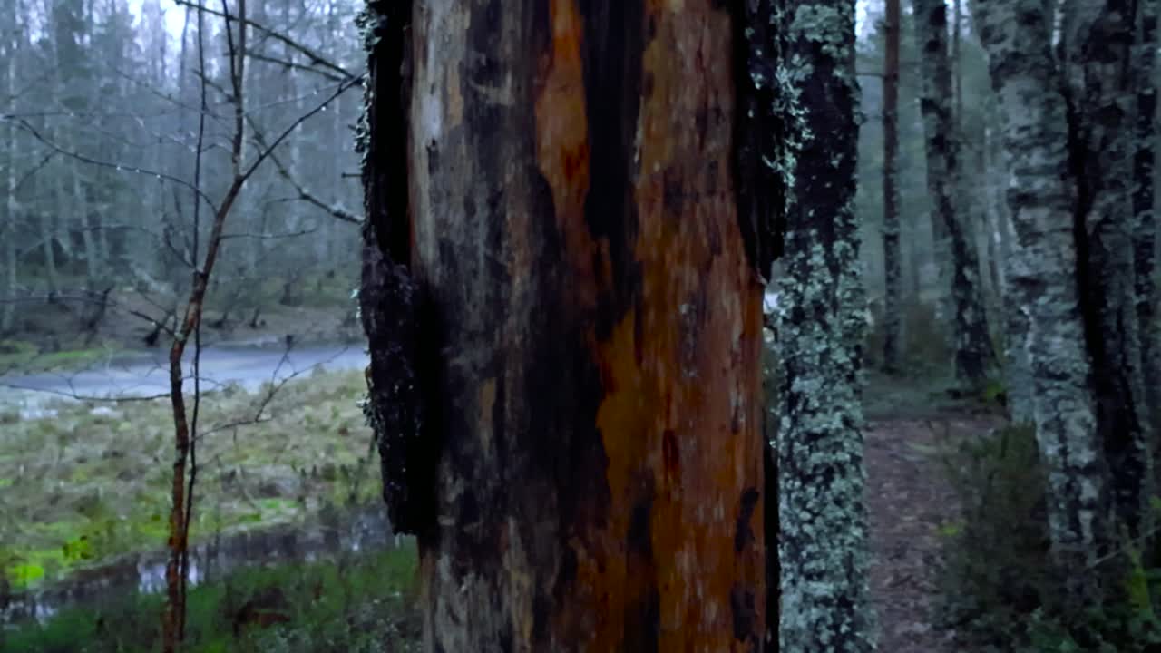 Damaged Tree Trunk in a Forest