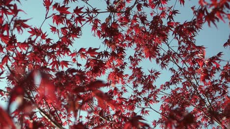 red leaves fluttering in the wind