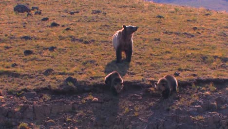 un oso pardo y sus cachorros caminan por la ladera de una colina