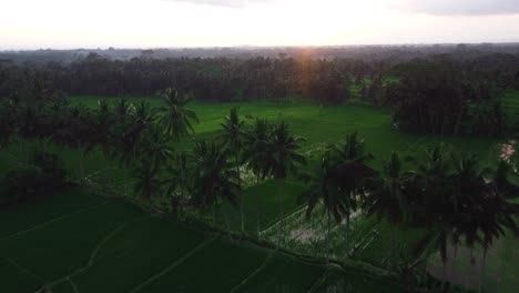 Video-Aéreo-En-Un-Increíble-Campo-De-Arroz-Paisajístico-En-Terrazas-De-Arroz-Jatiluwih,-Bali,-Indonesia,-Con-Un-Dron,-Sobre-Terrazas-De-Arroz-En-Un-Hermoso-Campo-De-Arroz-De-Día