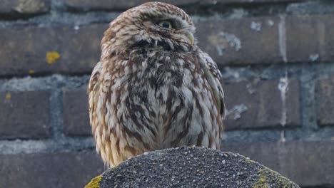 Burrowing-owl-perched,-facing-camera,-brick-wall,-focused-close-up,-long-shot