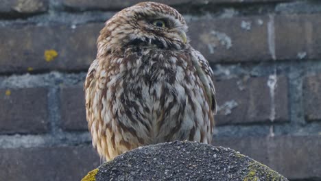 burrowing owl perched, facing camera, brick wall, focused close up, long shot