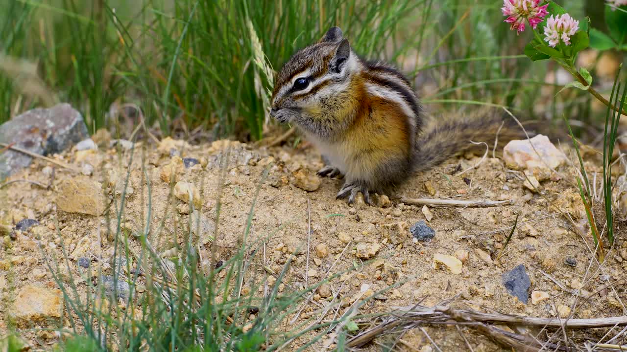 Adorable Chipmunk Eating in Grass