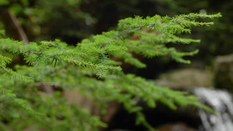 Nahaufnahme-Von-Kiefernnadeln-Und-Einem-Kleinen-Fluss-Mit-Felsen-In-4k