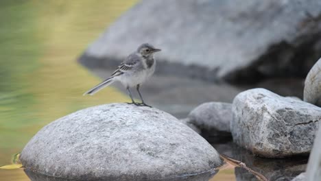 Lavandera-Sobre-Una-Piedra-En-Un-Lago-Con-Un-Insecto-En-Su-Pico