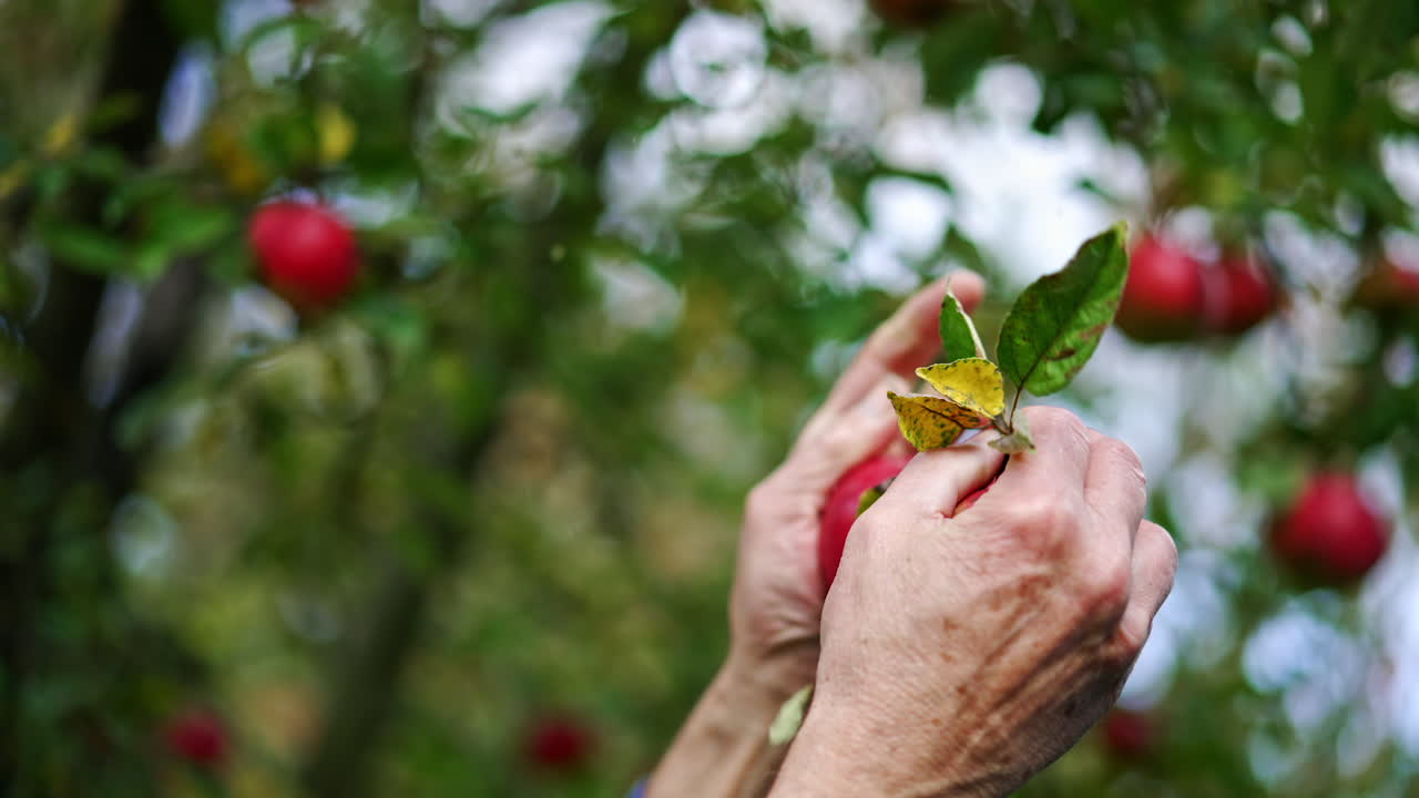 Male hands reaching the ripe apples hanging on the branch. Gathering apple harvest in autumn season. Blurred backdrop.