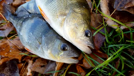 european perch lying on riverside in autumn leaves.