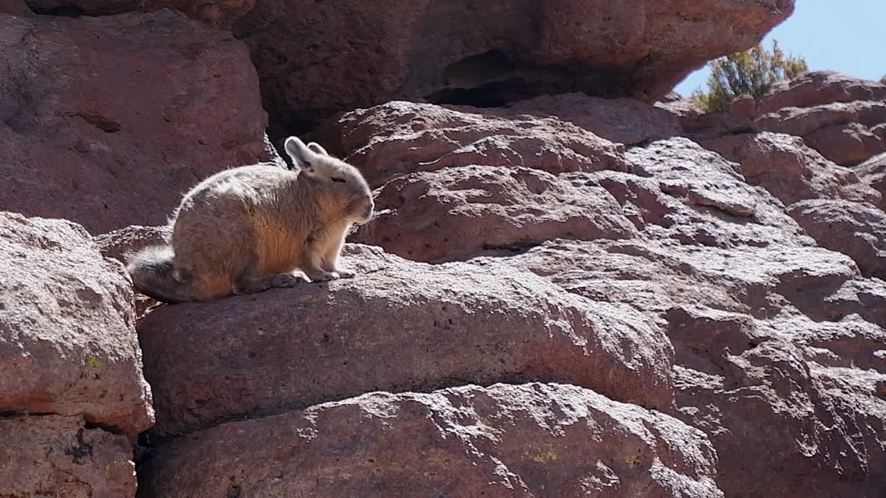 adorable viscacha confuso conejo del desierto en las rocas mira hacia la cámara
