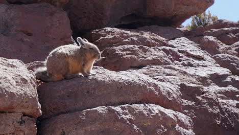 adorable fuzzy viscacha desert rabbit on rocks looks toward camera