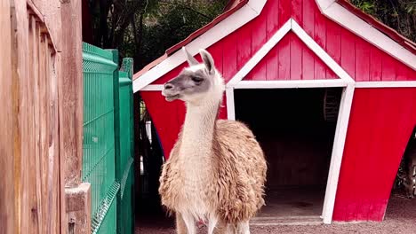 Medium shot of llama next to a fence during the day, outdoor, handheld