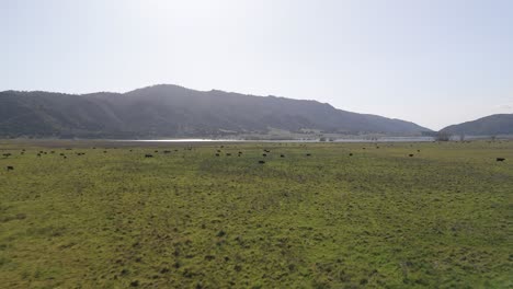 Herd-Of-Cattle-Grazing-In-The-Pasture-Near-Lake-Henshaw-In-California,-USA