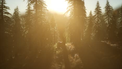 Deer-Male-in-Forest-at-Sunset