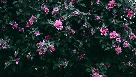 pink hibiscus bush closeup