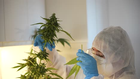 Scientist-cutting-and-manicuring-cannabis-plant-buds-with-gloves-and-scissors-in-an-indoor-laboratory