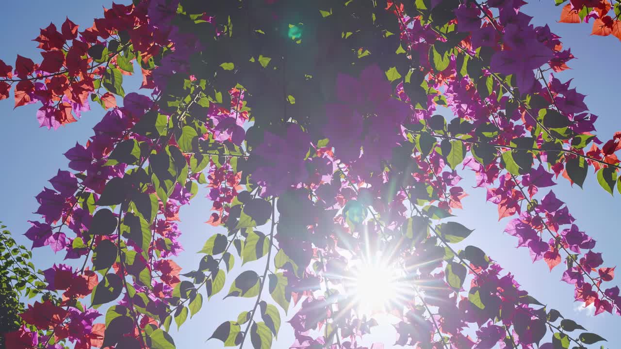 Flores vibrantes de buganvília vistas de baixo contra um céu claro, capturando uma dinâmica ascendente