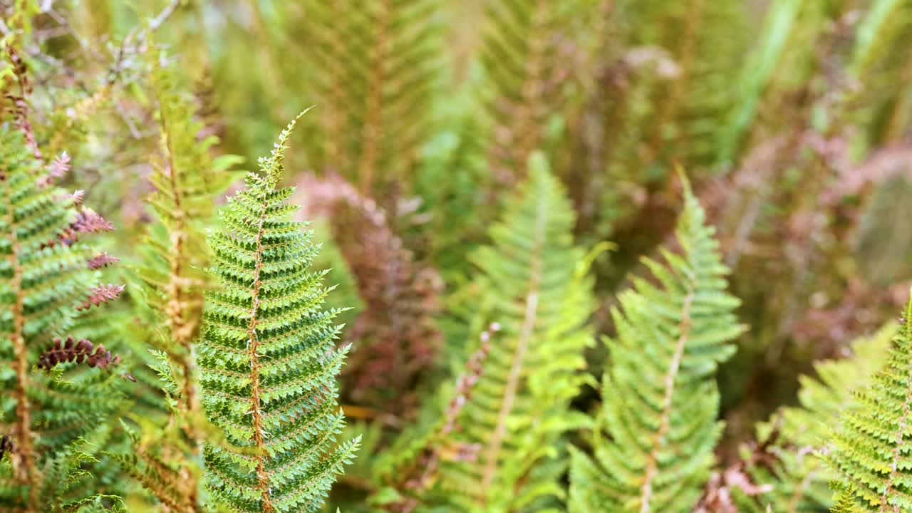 Vibrant green ferns sway gently in a natural setting, captured with soft lighting and a serene atmosphere