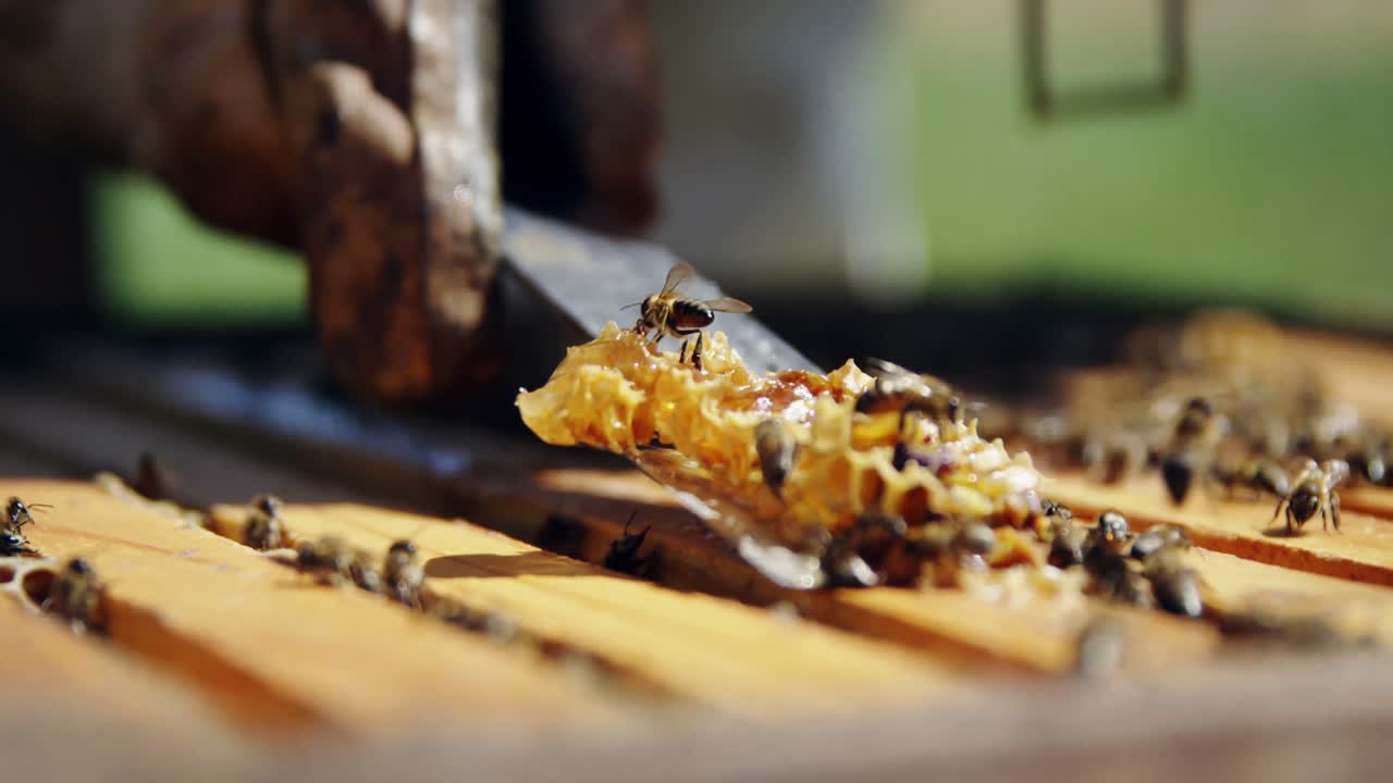 Beekeeper removing honeycomb from beehive in apiary
