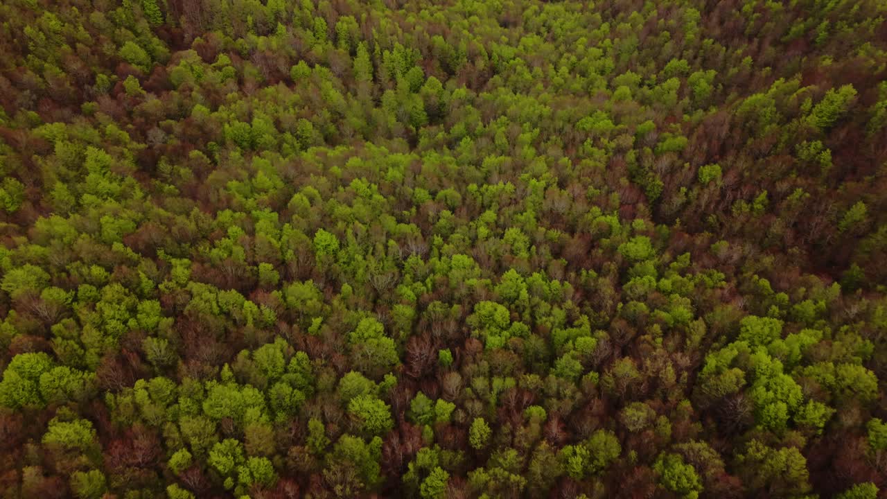 Old radar tower hidden in spring forest, aerial view over mountain top woods
