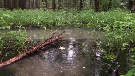 Regen-In-Einem-Wald-Mit-Einer-Kleinen-Pfütze-Und-Hineinfallenden-Tropfen