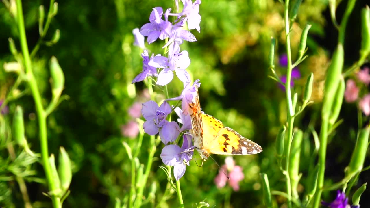 Farfalla e fiori. Rallentatore