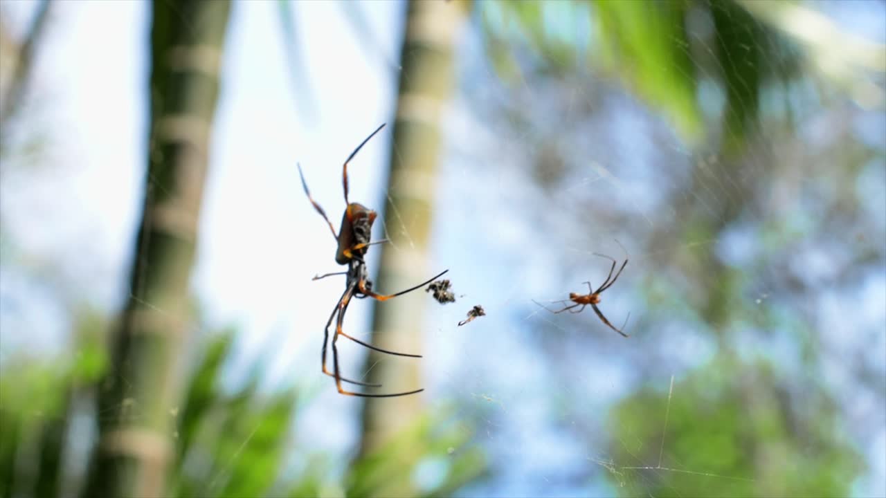 작은 남성과 함께 웹 중앙에 앉아있는 여성 호주 골든 오브 거미