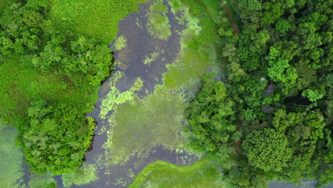 aerial view of the wetlands of the environmental ngo associação reserva ecológica de guapiaçu - regua , in rio de janeiro, brazil