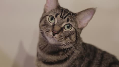 a pretty cat staring at something while sitting inside the house - closeup shot