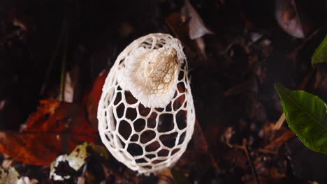 phallus indusiatus fungus, a rare rainforest gem, grows gracefully on the amazon jungle floor of peru.