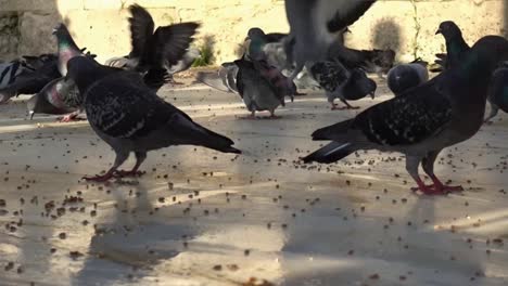 aves y palomas