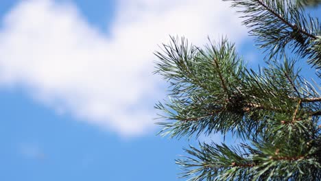 pine branches swaying under a blue sky