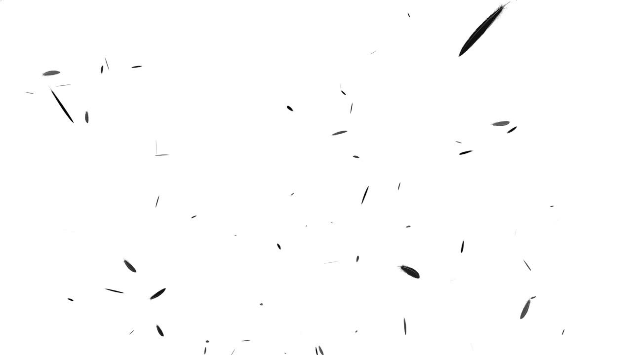 Black feather soaring particle motion graphics