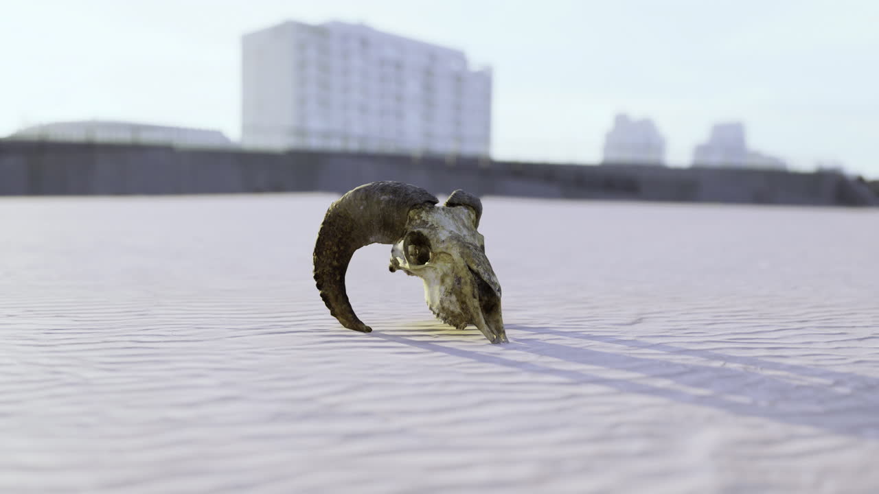 독특한 양의 두개골은 도시 지역의 은 하늘 아래 모래 표면에 있습니다.