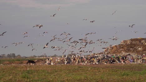 gaviotas de capucha marrón en una instalación de procesamiento de residuos