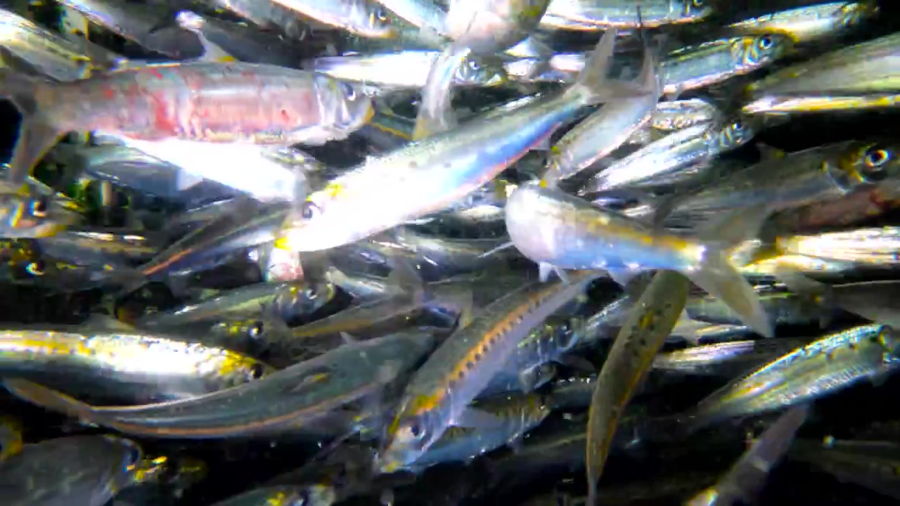 生き餌タンク（活魚槽）の中のイワシとカタクチイワシの水中映像。