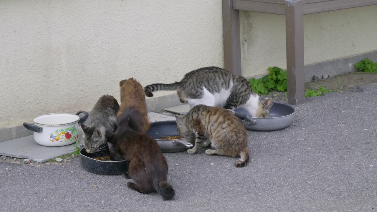 Stray cats eating from pots and pan on cat island