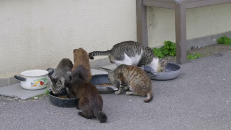stray cats eating from pots and pan on cat island