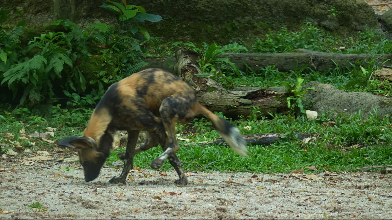 Primo piano di un licaone (Lycaon pictus) che annusa in giro, depositando urina per marcare il suo territorio