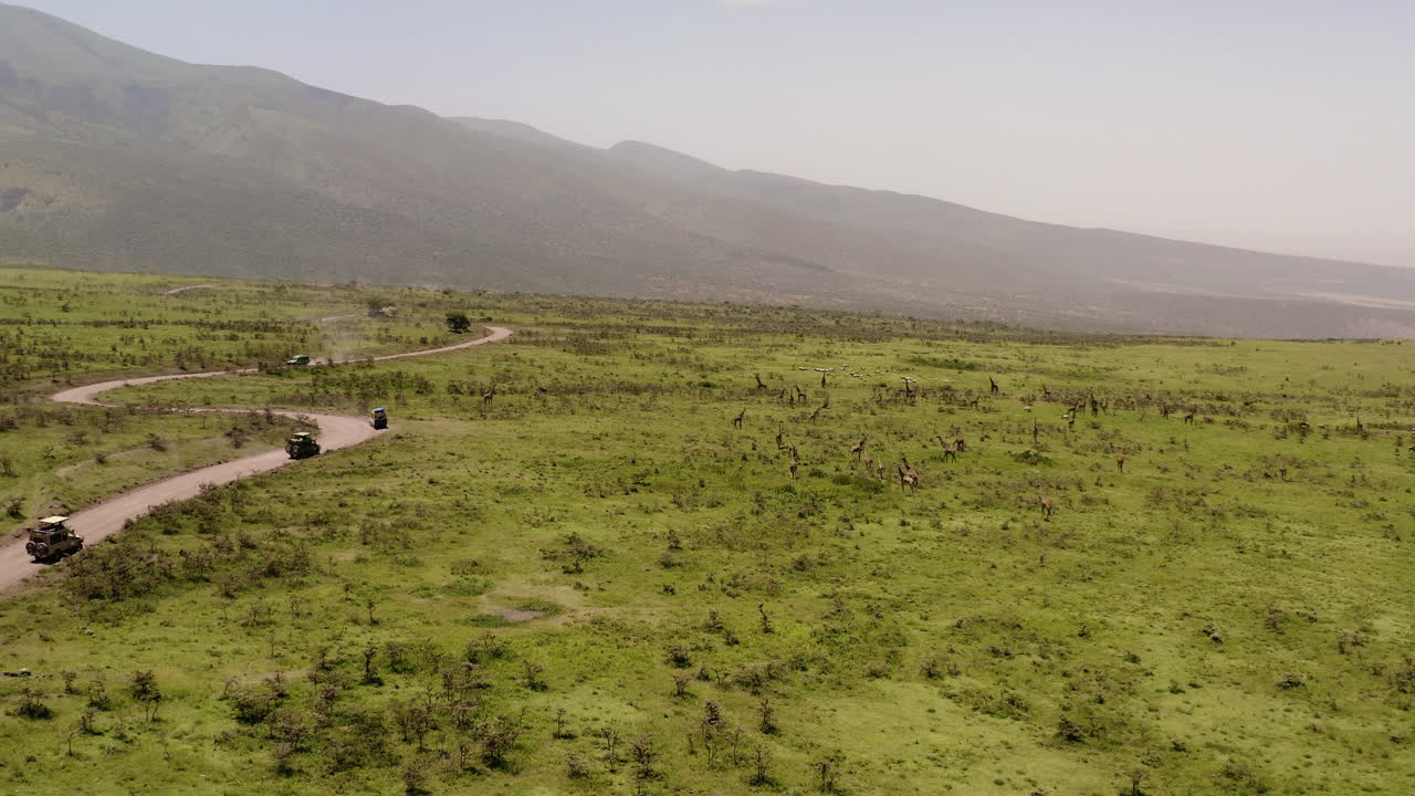 Una strada polverosa con auto da safari che passano accanto alle giraffe sulla collina del crinale di Ngorongoro, vicino alla Valle del Serengeti.
