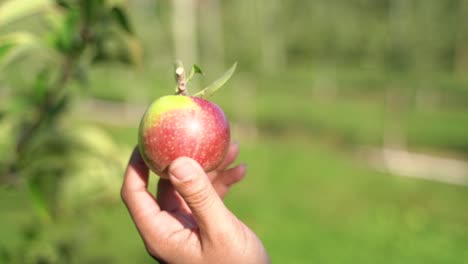 woman's hand holding and turning a small freshly picked apple by tree on a sunny day